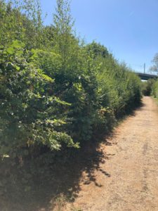 Ickleford 1, post drought, 2026