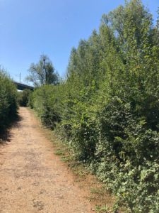 Ickleford 1, post drought, 2026