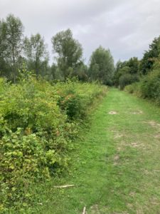 Ickleford native hedgerow, two year's growth, 2025