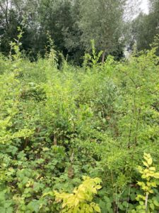 Ickleford native hedgerow, two year's growth, 2025