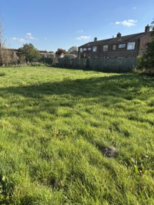 Thornton Grove planting site 2025