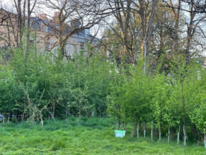 The Grove, Highgate 2025, 4 year's growth