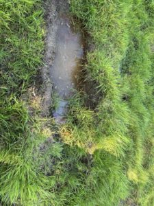 Thornton Grove before, marsh conditions